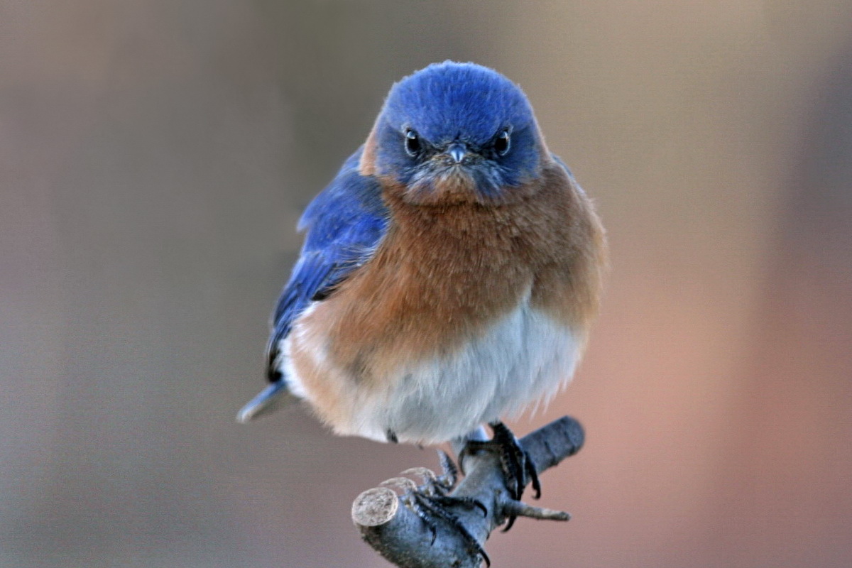 bataille de regard avec un oiseau