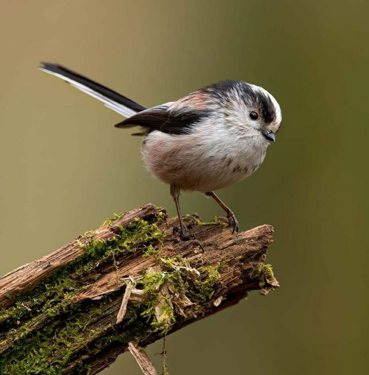 Mésange à longue queue