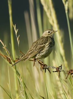 Pipit farlouse