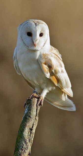 Effraie des clochers