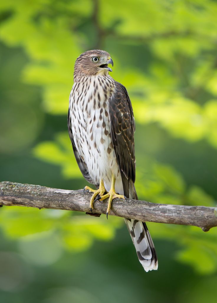 Épervier d’Europe