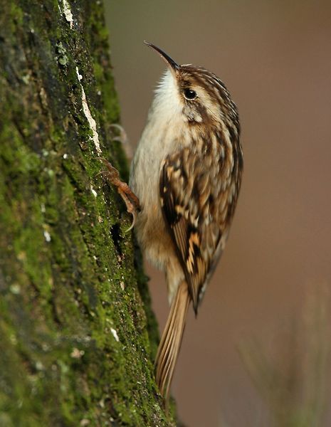 Grimpereau des jardins