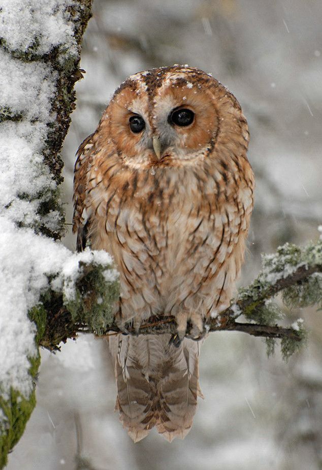 Chouette hulotte