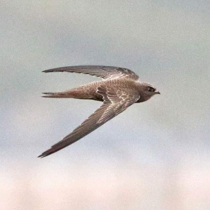 Martinet à ventre blanc