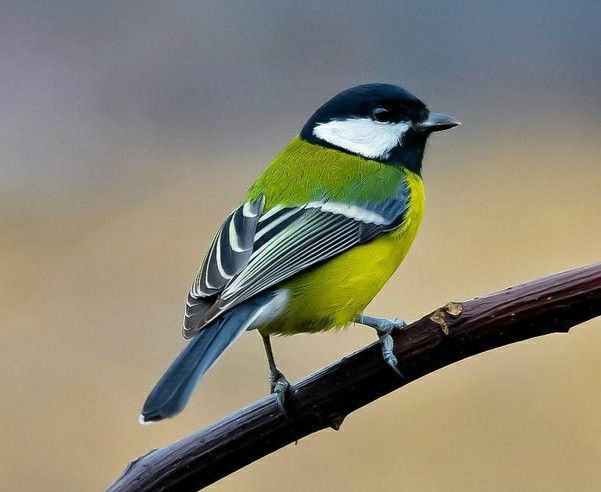 mésange charbonière
