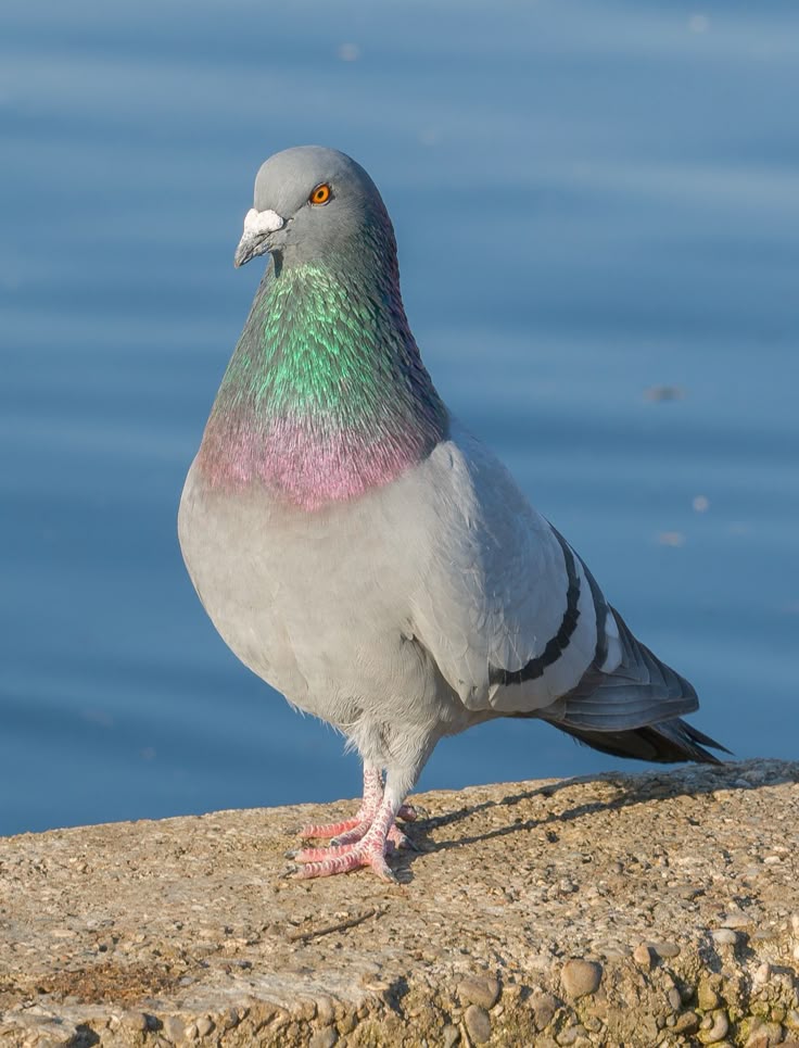 Pigeon biset