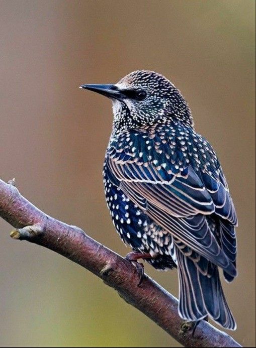 Étourneau sansonnet